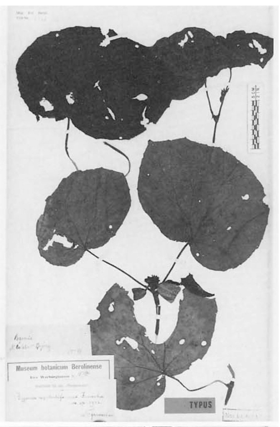 B. capituliformis